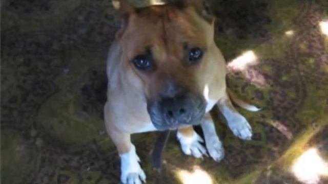 мой ролик.амстаффкоманда. смотреть онлайн