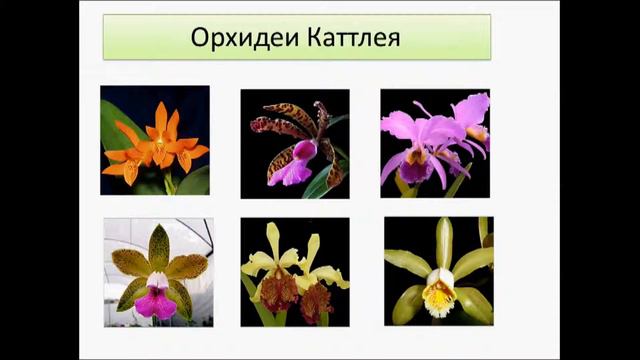 Орхидея Каттлея. смотреть онлайн