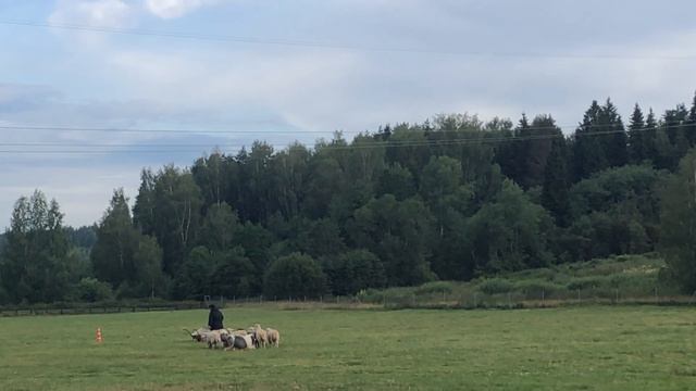 23 Июля 2023 , «Горыныч», квалификационные состязания 2 класс , Плюша 73 балла смотреть онлайн