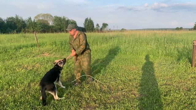 Дрессировка щенка с ноля (День 4) смотреть онлайн