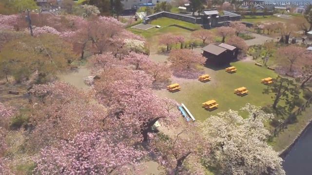 HNT Sakura in Hokkaido смотреть онлайн