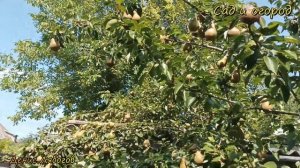 Сорт Груши Бера, Какую грушу посадить во дворе, Зимостойкая груша, груша бера