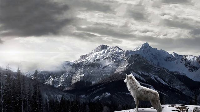 Картинка горы. Winter, snowing, wolf, mountains, snow. Obraz hory. Zima, sněží, vlk, hory, JPEG смотреть онлайн