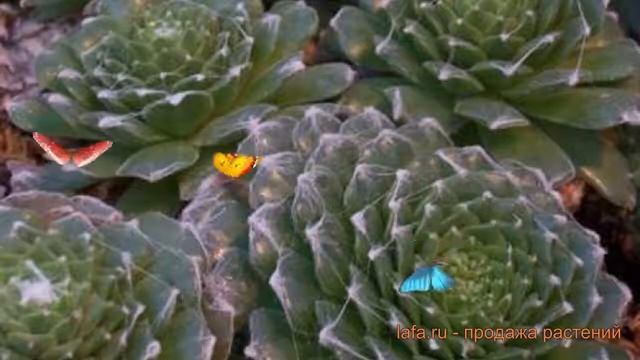 Молодило обыкновенная Блю Стар (molodilo-blyu-star) ? обзор: как сажать, саженцы молодила Блю Стар смотреть онлайн