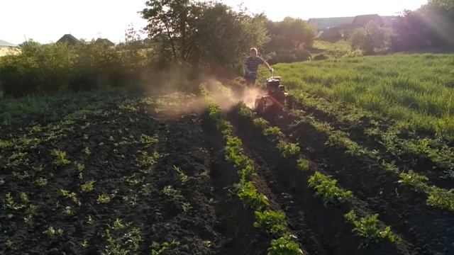 Окучивание картофеля мотоблоком смотреть онлайн