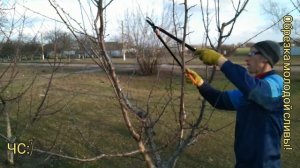 КАК ОБРЕЗАТЬ СЛИВУ! ФОРМИРОВКА КРОНЫ. Детально.