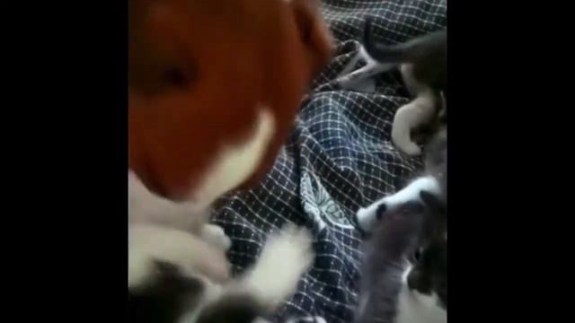Пёс воспитывает котят! смотреть онлайн