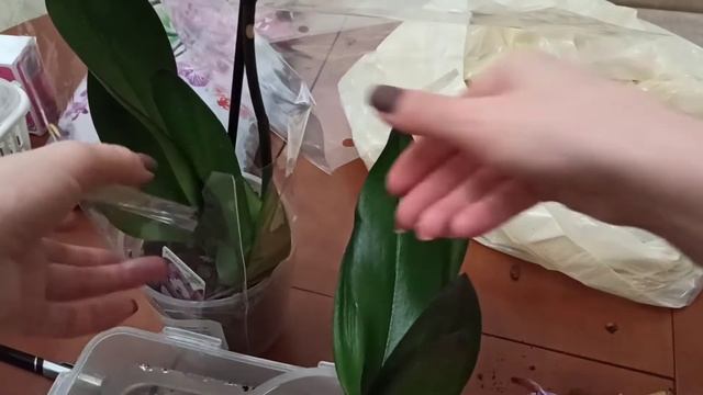 Орхидеи засохли пробуем спасти смотреть онлайн