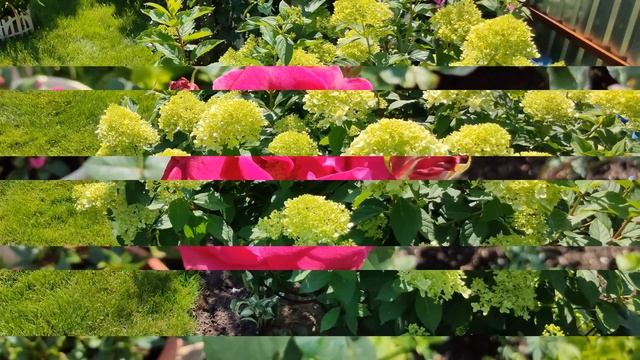 Лето, Красивые цветы на шести сотках