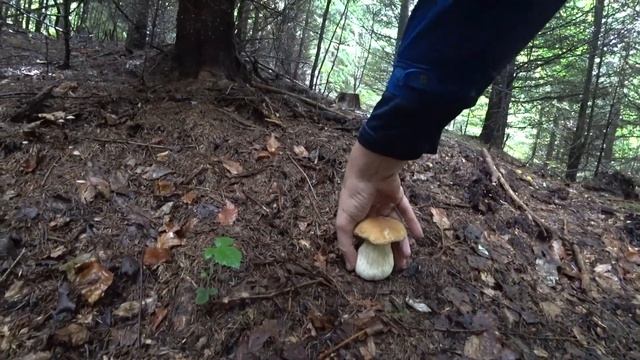 БЕЛЫЕ, ПОДБЕРЁЗОВИКИ, ЛИСИЧКИ 25 07 2018, ГРИБНАЯ ОХОТА В ГОРАХ смотреть онлайн