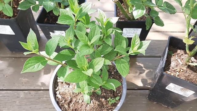 Японские и английские розы. Новые сорта для моего сада смотреть онлайн