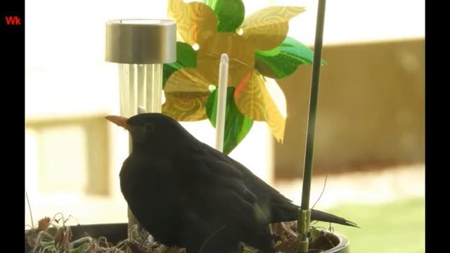 Чёрный дрозд 4 (нем. Amsel) смотреть онлайн
