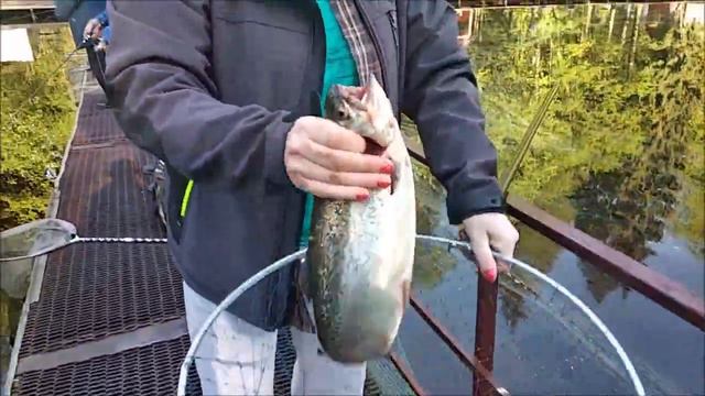 С утра работают розово-белые тона. Клёвое место, Лосиный остров. смотреть онлайн