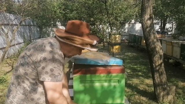 Карниола против Бакфаста. Какие пчелы лучше? Чась 1. смотреть онлайн