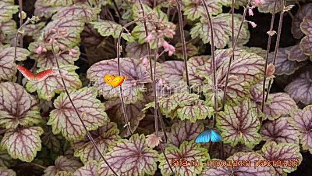 Гейхера гибридная Пикассо (heuchera picasso) ? Пикассо обзор: как сажать, саженцы гейхеры Пикассо смотреть онлайн