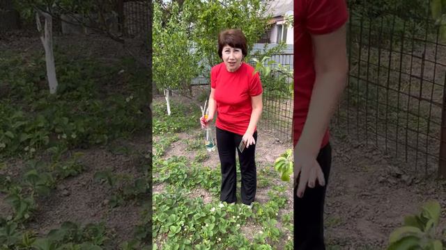 Обрискування ягідних, овочевих та квіткових рослин🍓🍏🌼 смотреть онлайн
