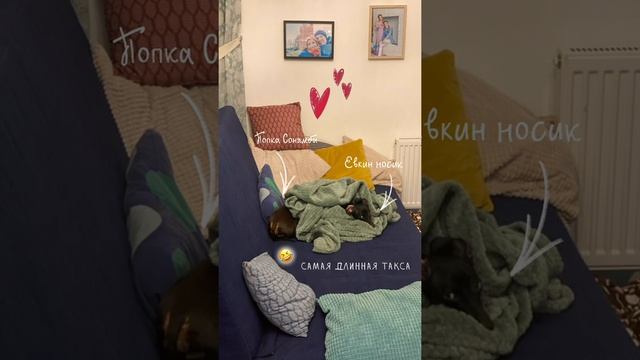 ВИДЕЛИ КОГДА-НИБУДЬ САМУЮ ДЛИННУЮ ТАКСУ смотреть онлайн