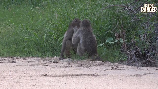 Pairing And Grooming Within A Baboon Troop