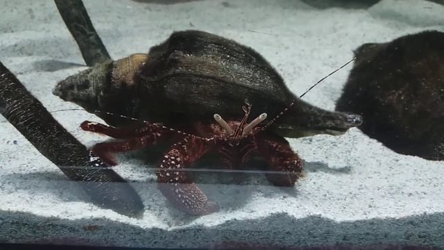 Рак отшельник в аквариуме смотреть онлайн