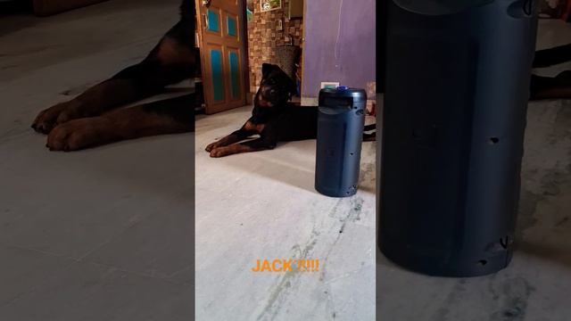 Rottweiler dog confused sound?? 😕 #dog #rottweiler смотреть онлайн