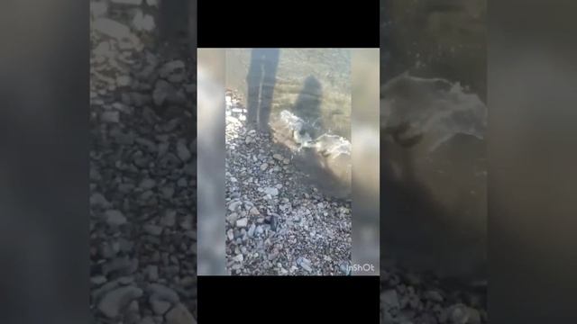 Ловля кеты на воблер 80 мм (13 гр) от Mr. Musurok