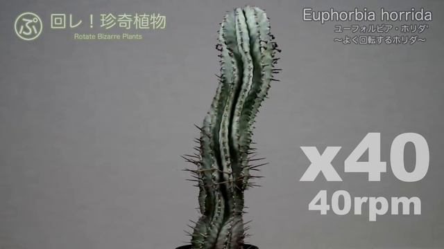 回レ！Euphorbia Horrida（ユーフォルビア・ホリダ）高回転版