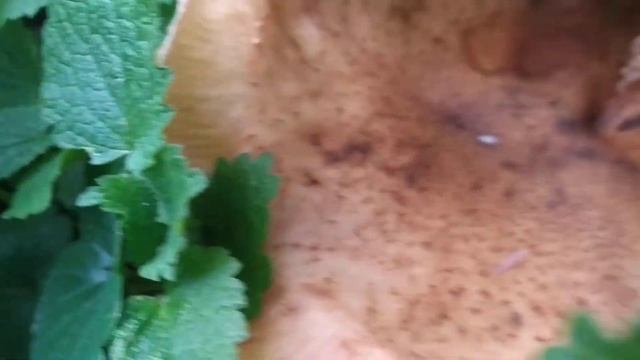 Опята у подъезда.?Из леса с доставкой на дом.? смотреть онлайн