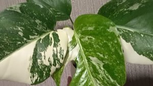 Монстера Альба посадка и уход, укоренение. мой опыт и результат