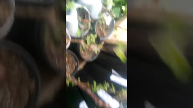 Apple trees in greenhouse смотреть онлайн