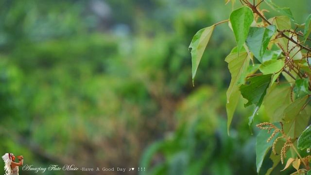 Relaxing Romantic Flute Love Songs Ever - Peaceful Music For Stress Relief, Study, Sleep, Meditatio смотреть онлайн