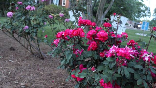 Ricardo’s Roses Poetry Reading Garden Therapy