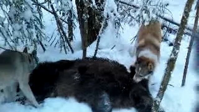 Добыли кабана смотреть онлайн