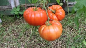 Сорт -"МАМИНА ЛЮБОВЬ". Томаты от Фёдора.