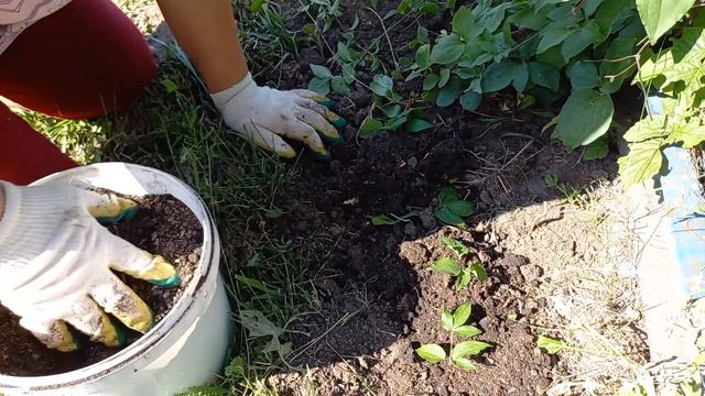 КАК БЫСТРО И БЕЗ ХЛОПОТ УКОРЕНИТЬ КЛЕМАТИС смотреть онлайн