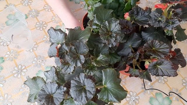 Бегонии Солении, хороши и в доме и на улице.Ужасный нарост на бегонии... смотреть онлайн