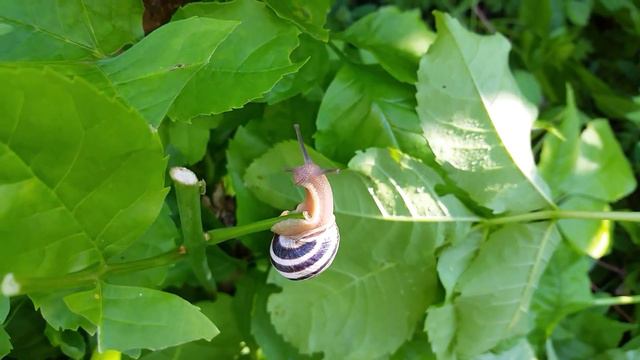 Этим летом ловим карпа! смотреть онлайн