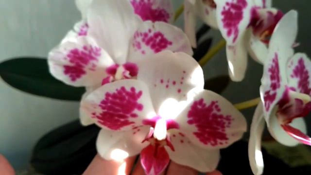 Орхидея фаленопсис "ЛовецЗвезд" смотреть онлайн