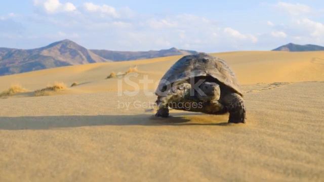 черепаха в пустыне