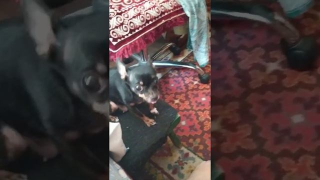 Гулять к Барбосику смотреть онлайн