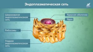 Строение клетки. Эукариотическая клетка