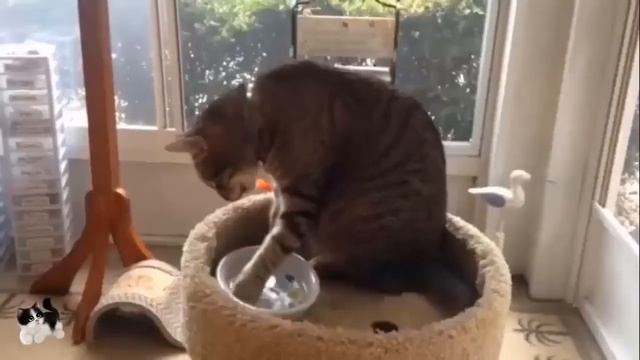 Можно спать с кошкой собакой или нет? Плюсы и минусы. смотреть онлайн