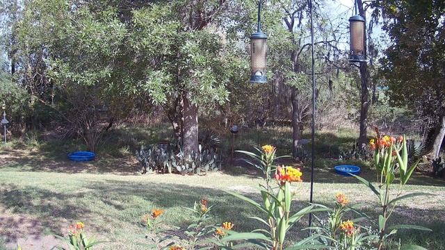 Honey, butterflies, birds TC015 (322) смотреть онлайн
