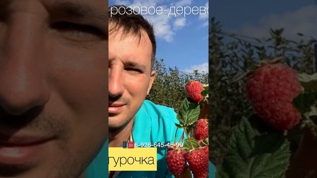 Царь Ягода малина от питомника Школьный Сад смотреть онлайн