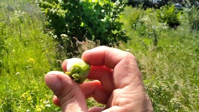 Фундук.Сад фундука.Урожайние сорта.