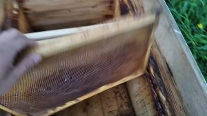 Как поймать рой пчёл. Результат 99%. Готовим улей или ловушку, чтобы словить пчелиный рой.