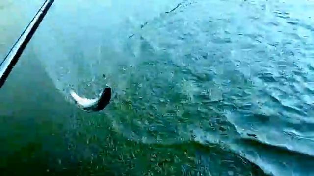 Ловля форели,первые шаги. смотреть онлайн