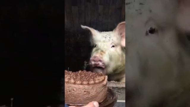 С Днём Рождения СВИНЬЯ))) смотреть онлайн