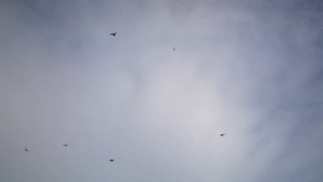 Бойные голуби КАЗАХСТАНА. 22. 01 .2020 г. Что главное? смотреть онлайн