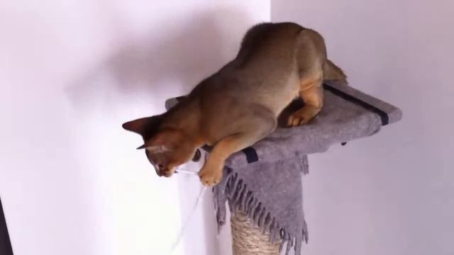 Абиссинский кот смотреть онлайн