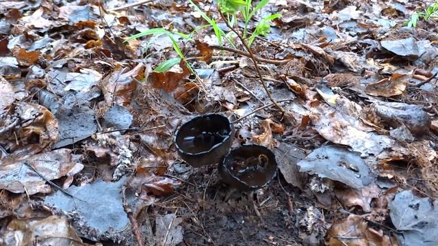 Урнула бокаловидная / бокальчатая (Urnula craterium) смотреть онлайн
